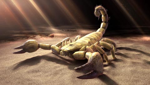 sand scorpion.jpg